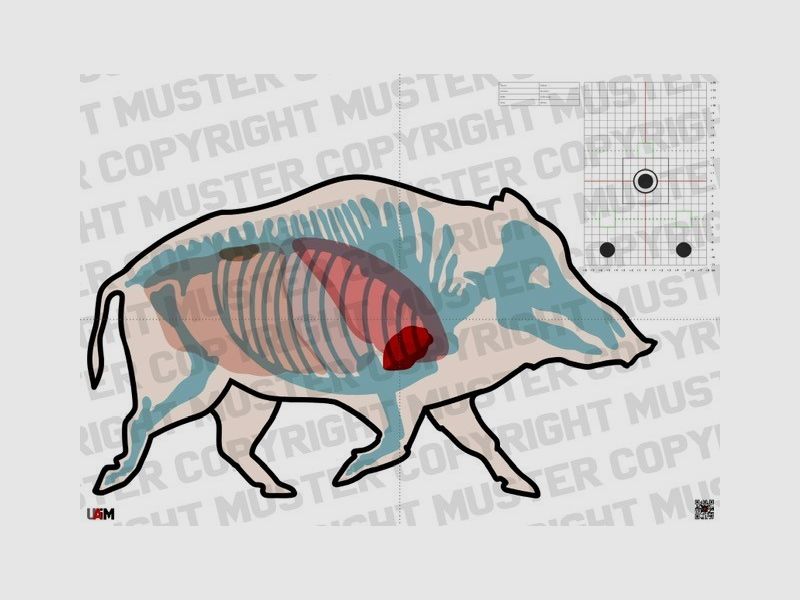Anatomy Target Boar DIN A1 - Detailed target for precise hunting...