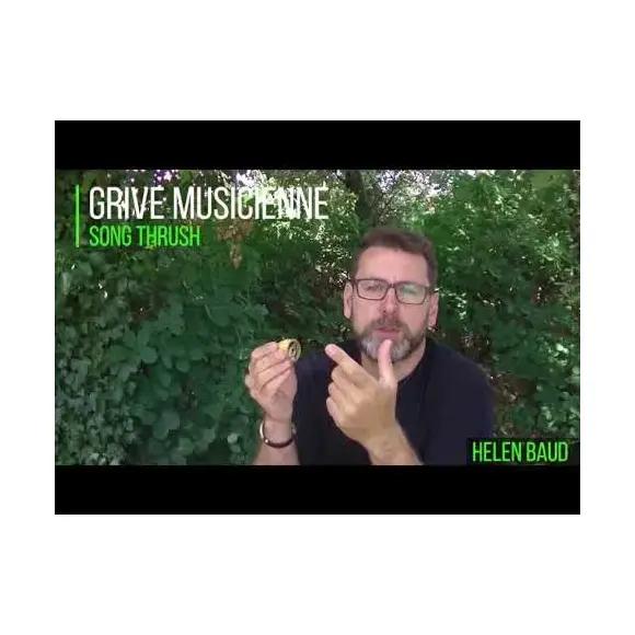 Appeau Grive Musicienne Acrylique Helen Baud, image 7 sur 8