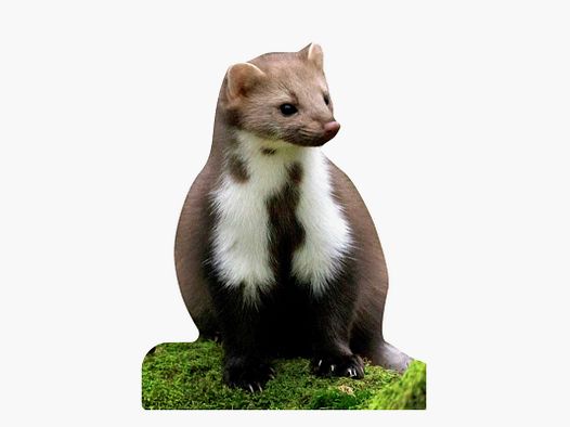 Support pour animaux Martre de pierre
