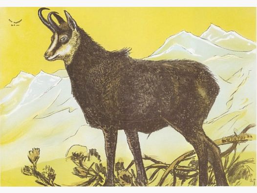 chamois