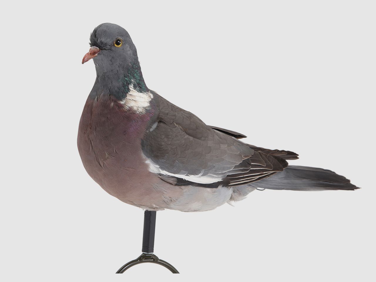 AUSRÜSTUNG FÜR TAUBENJAGD, Bild 2 von 4