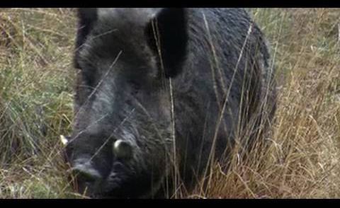 Hunting British wild boar