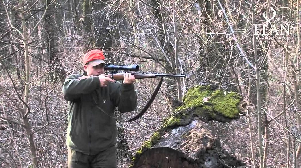 DRIVEN WILD BOAR HUNT IN HUNGARY II.