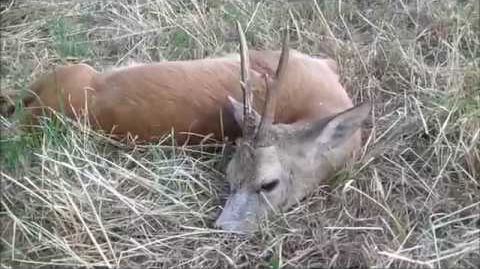 ROE BUCK HUNTING compilation #1