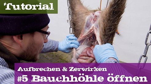 #5 Bauchhöhle öffnen - Lehrgang Aufbrechen & Zerwirken