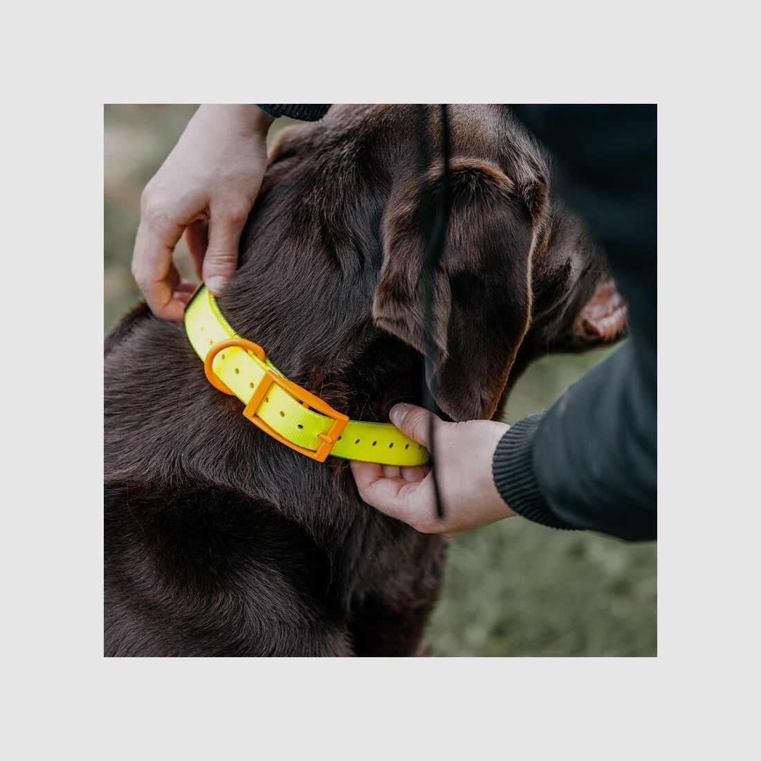 HP&G Hundehalsband 25mm Gelb