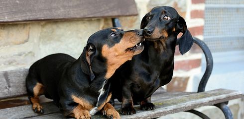 Rasseprofil: Dackel / Teckel / Deutscher Dachshund