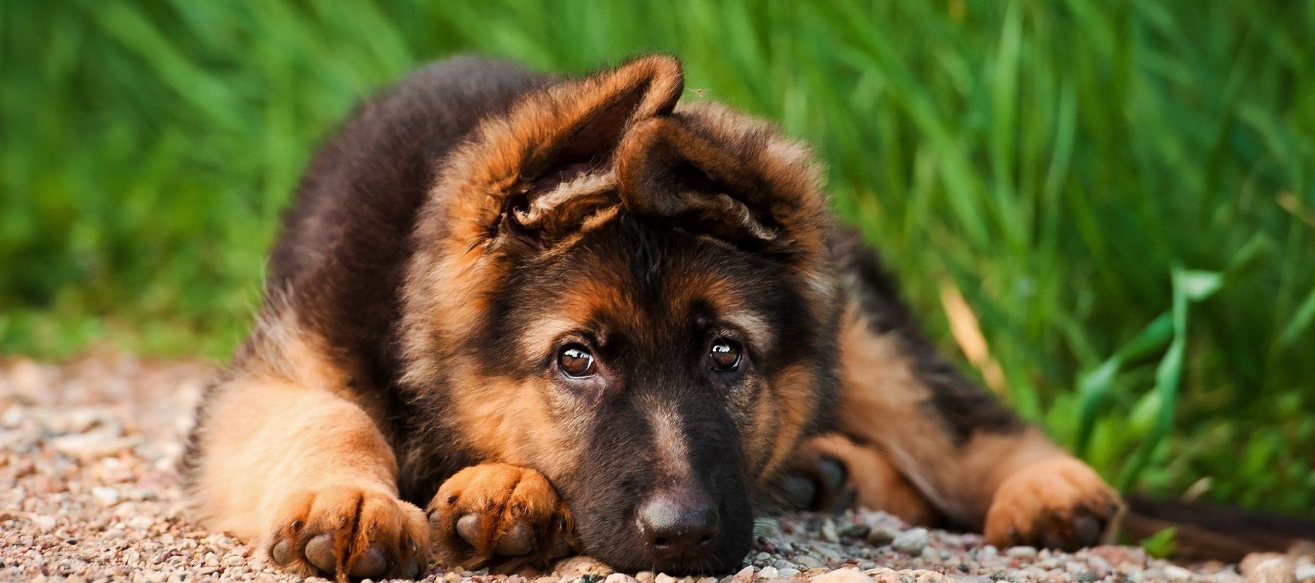 Rasseprofil: Deutscher Schäferhund