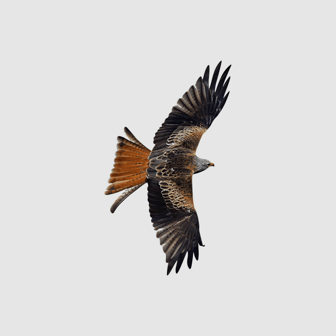 Fenster-Vogelschutzaufkleber Rotmilan