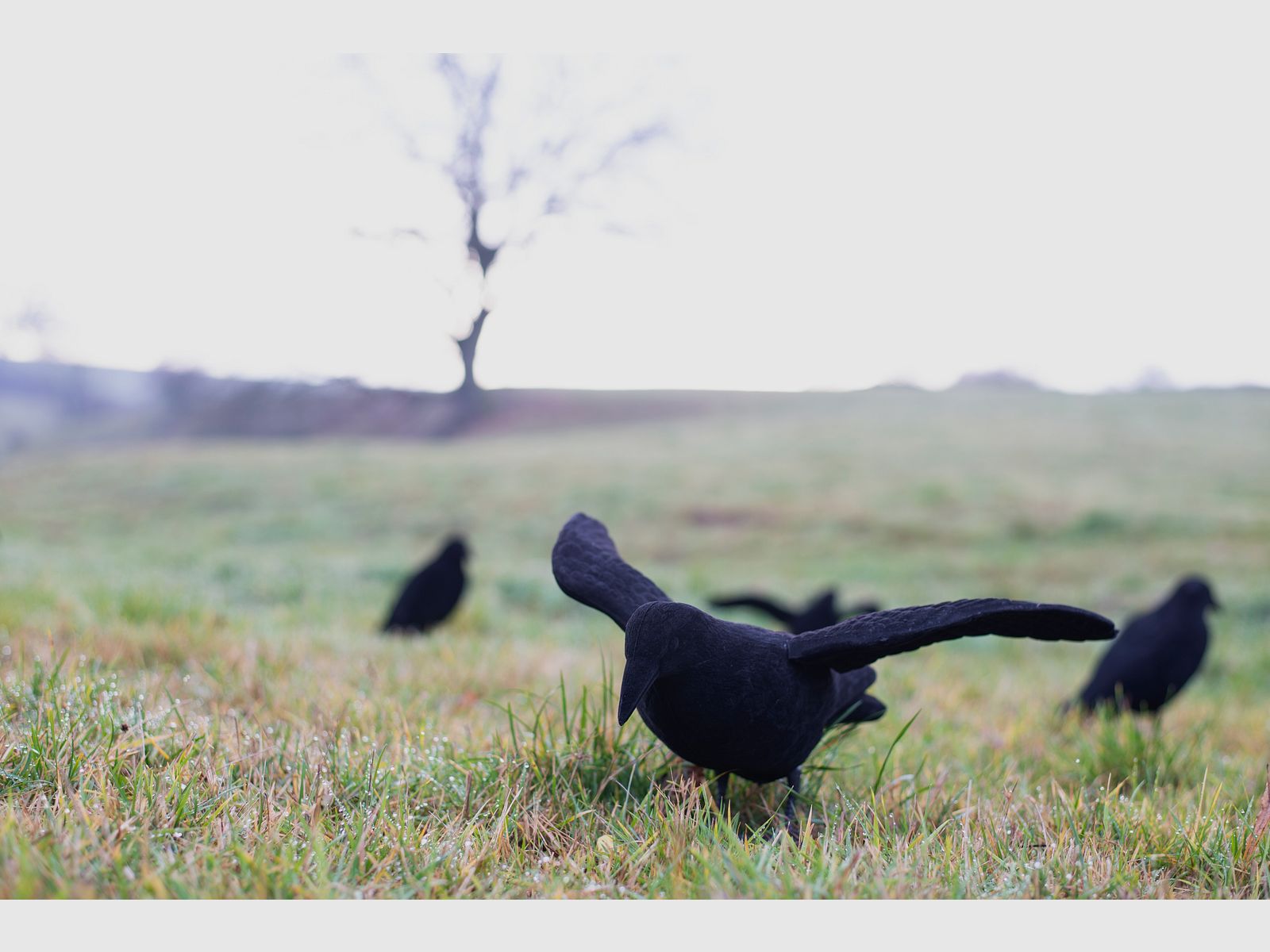 Beflockte Lockkrähe mit Flügeln