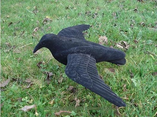 Fliegende Lockkrähe beflockt