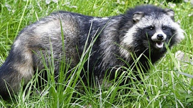 Jagd auf Sauen /wild boar am Mais bei Mond .