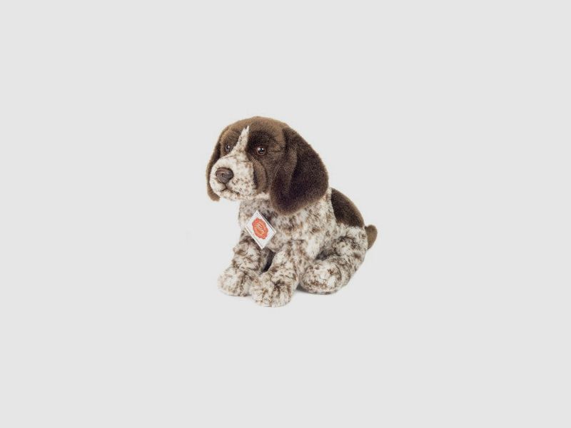 Deutscher Drahthaar Welpe