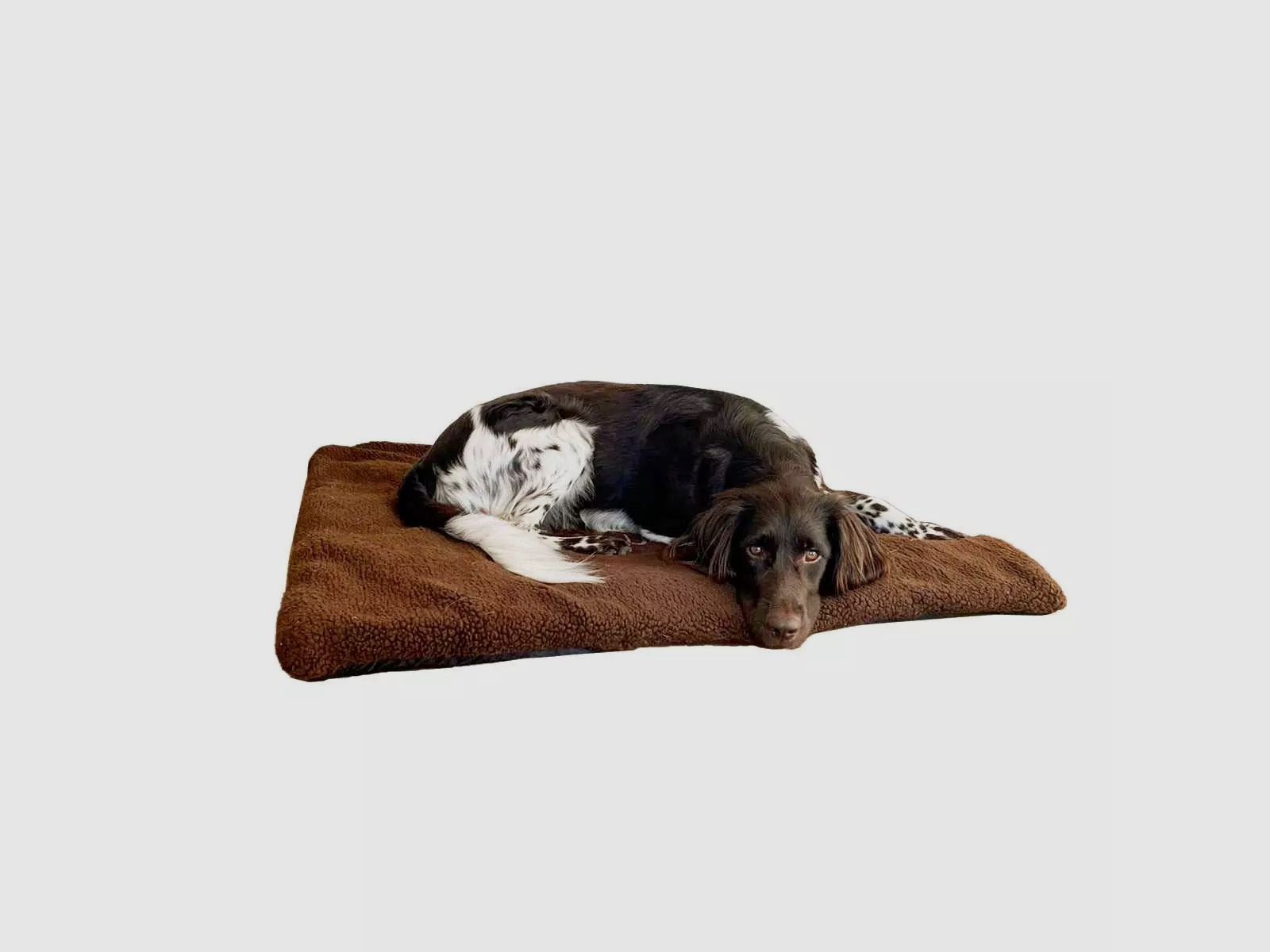 BLASER Hundedecke 70 x 100 cm