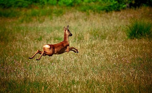 Die Lockjagd auf den Rehbock