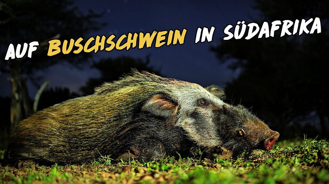 Auf Buschschwein-Jagd in Südafrika