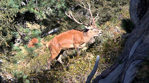 Hirschbrunft in den Zillertaler Alpen