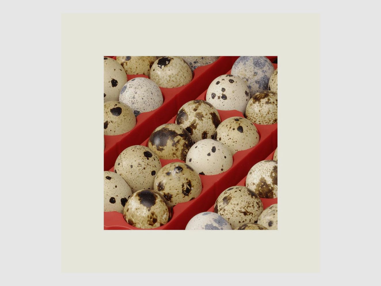 Automatic incubator 49 eggs RIVER, image 6 of 6