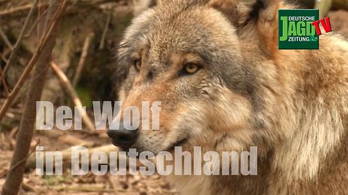 Der Wolf in Deutschland