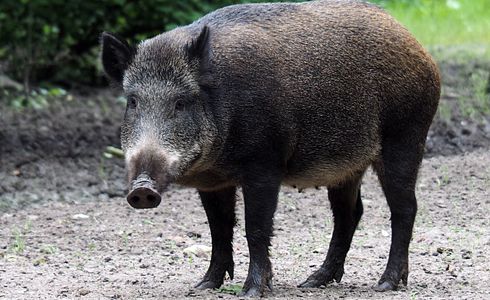 Afrikanische Schweinepest
