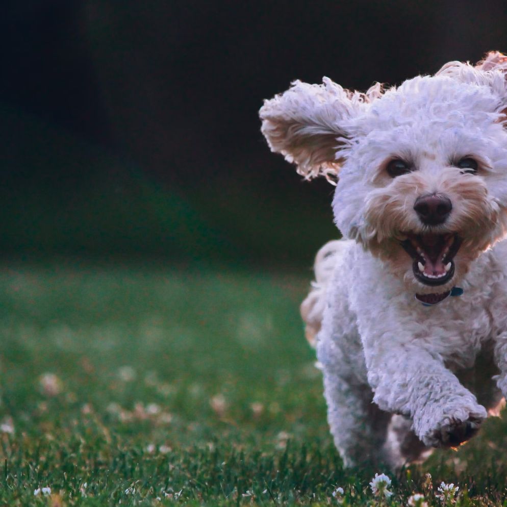  Wie erkennt man, ob ein Hund zu dünn ist?