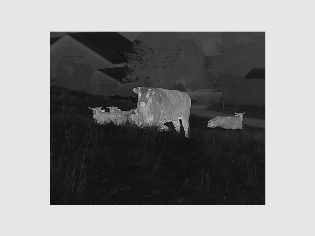 Liemke Wärmebildgerät Keiler 1