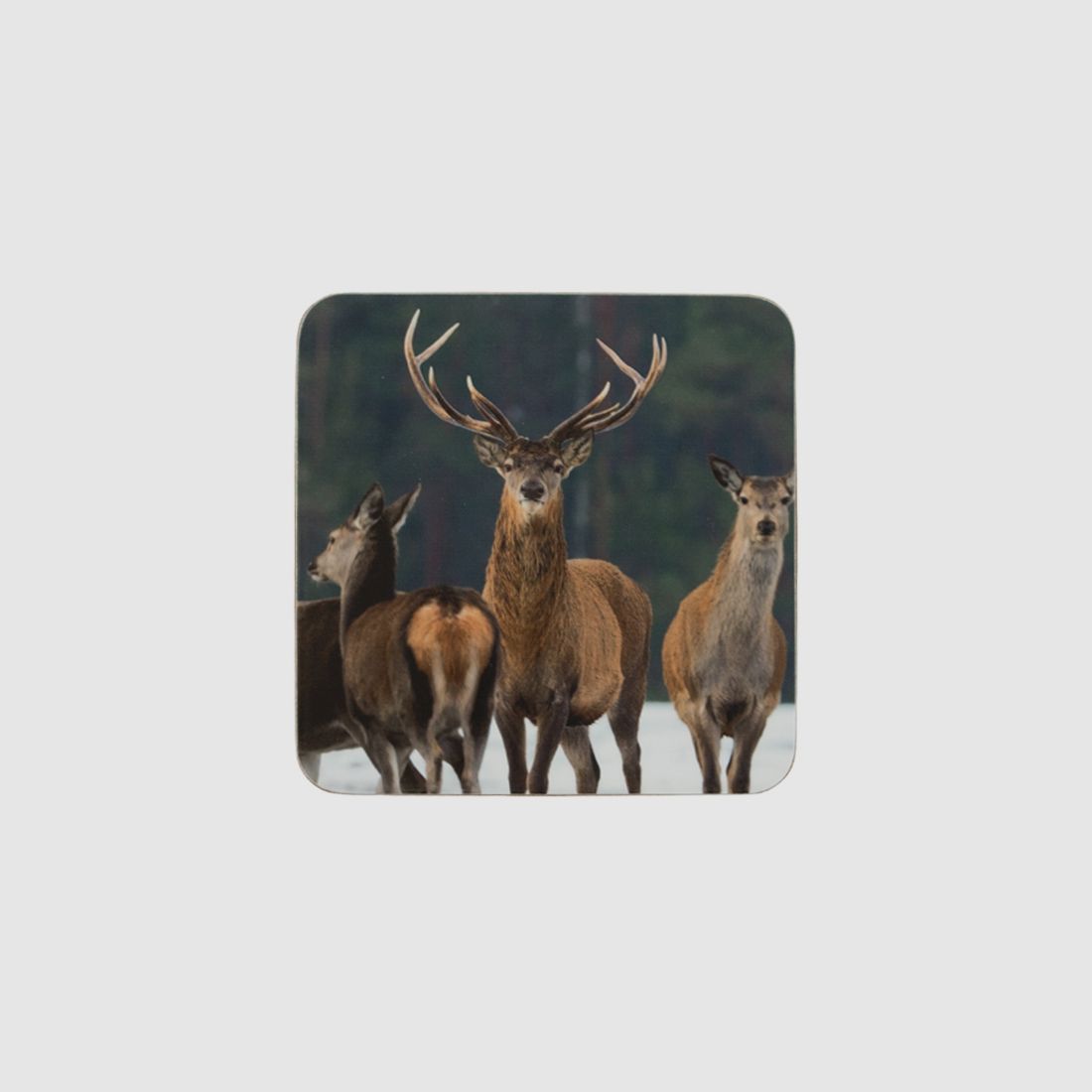 Dessous de verre en verre cerfs dans la neige/6 pièces