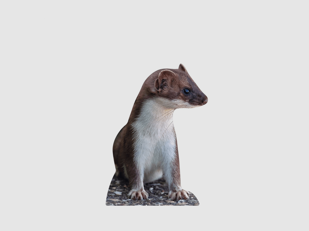 Tieraufsteller Wiesel