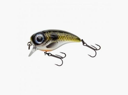 FAT IRIS 40