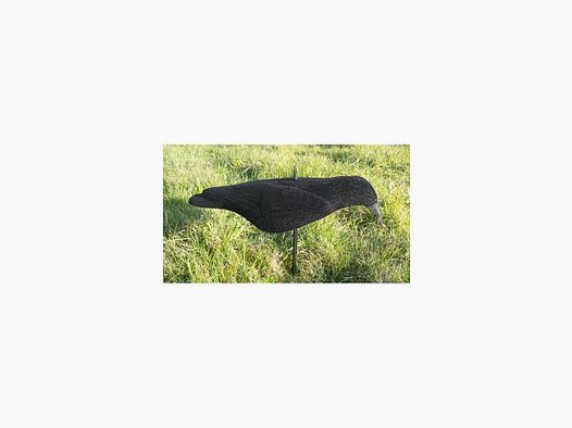 Vlokkerige Halve Schelp Corbeau
