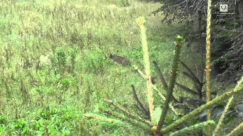 Sauen ohne Ende! / Incredible number of wild boars!