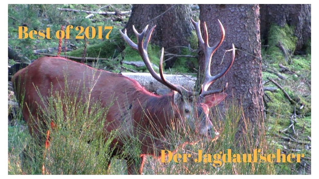 Best of Hunting / Jagdjahr  2017- Der Jagdaufseher