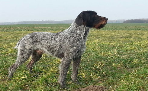 Breed Profile: German Wirehaired Pointer