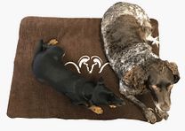Blaser Hundebett