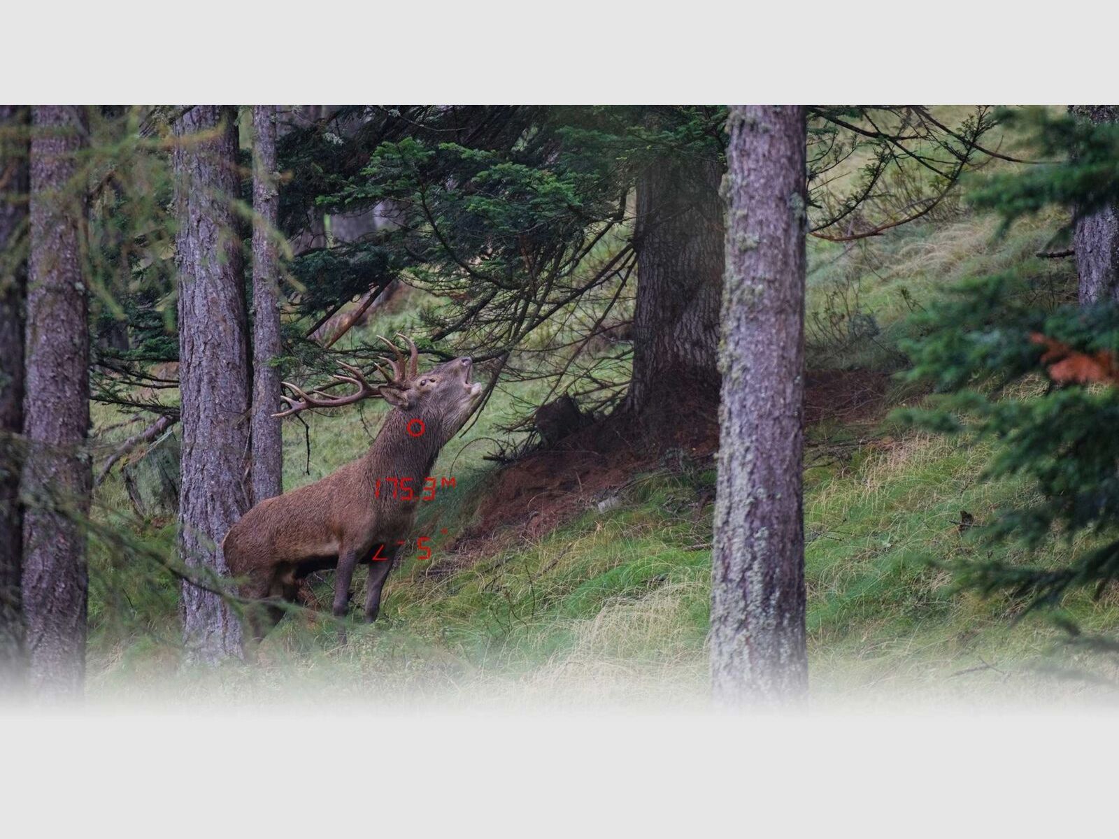 GPO RANGEGUIDE 2800 10X32, immagine 2 di 4