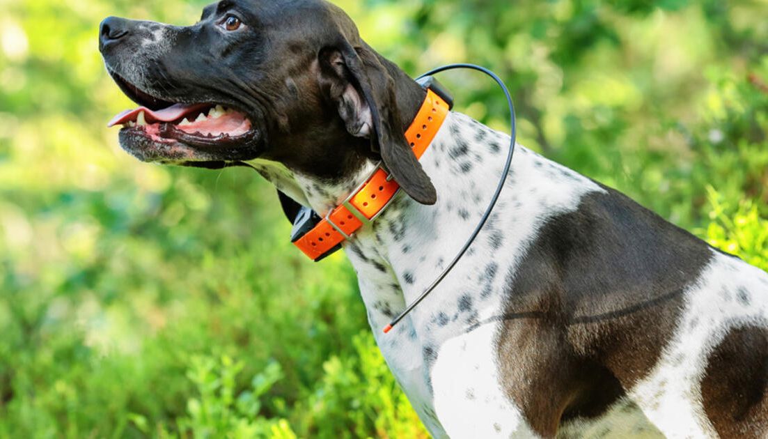 GPS für Hunde - ist das sinnvoll?