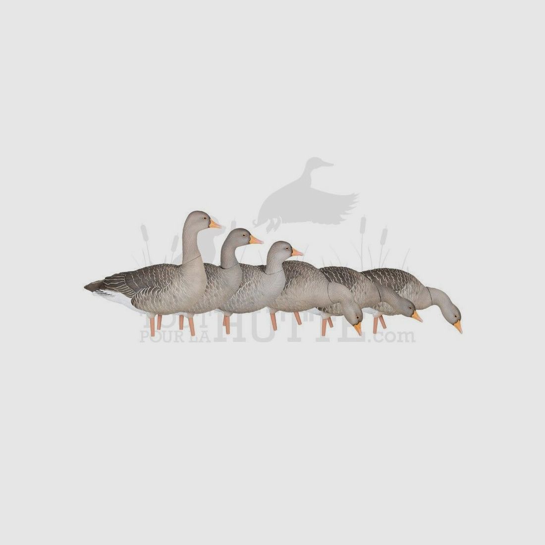 Formen von Graugans auf Füßen AvianX x6, Bild 1 von 8