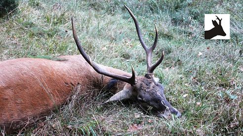 New rifle case and red stag hunt - Polowanie na byka - Hirschjagd in Polen - La chasse au cerf