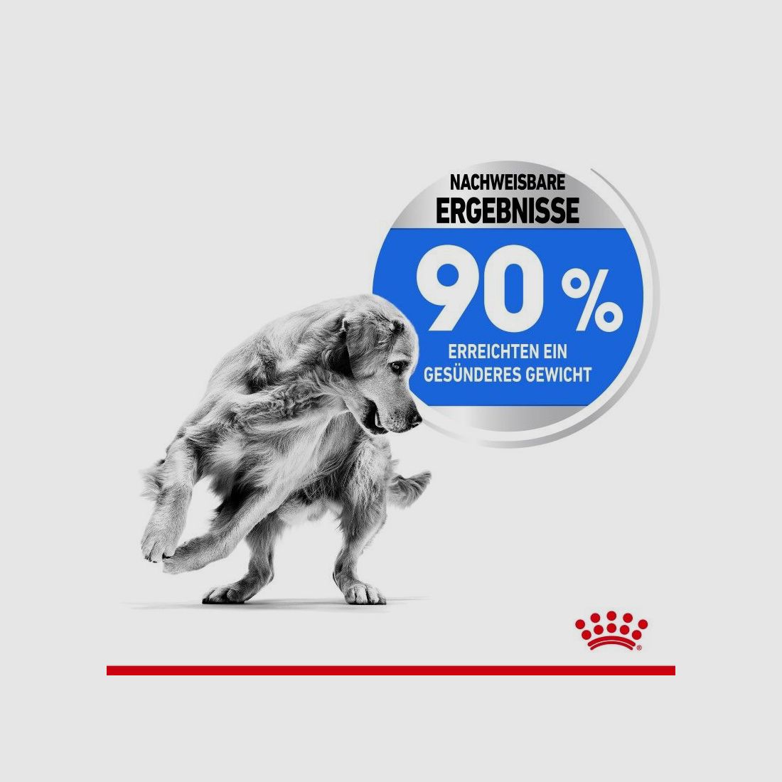 ROYAL CANIN Trockenfutter Light Weight Care Maxi für zu Übergewicht neigenden Hunden