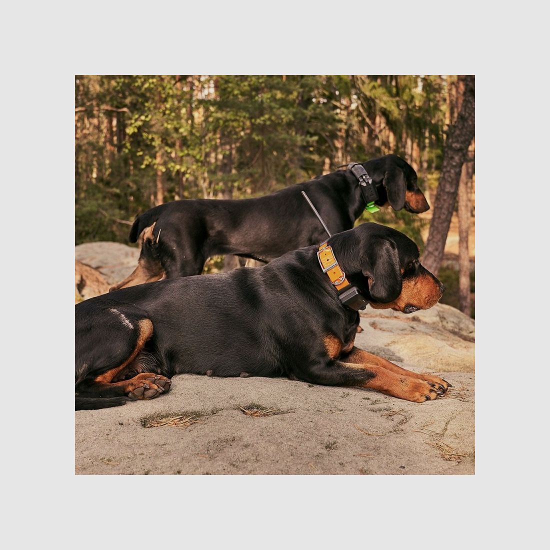 DOG GPS X20 - Orange, Bild 41 von 43