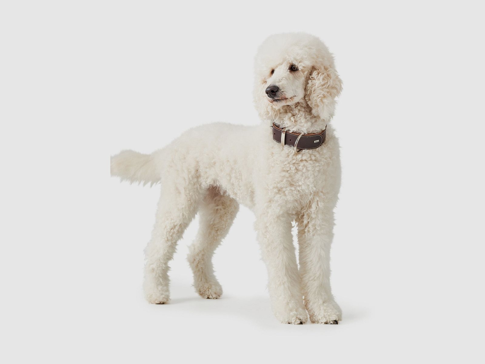 Hunter Halsband Aalborg Special