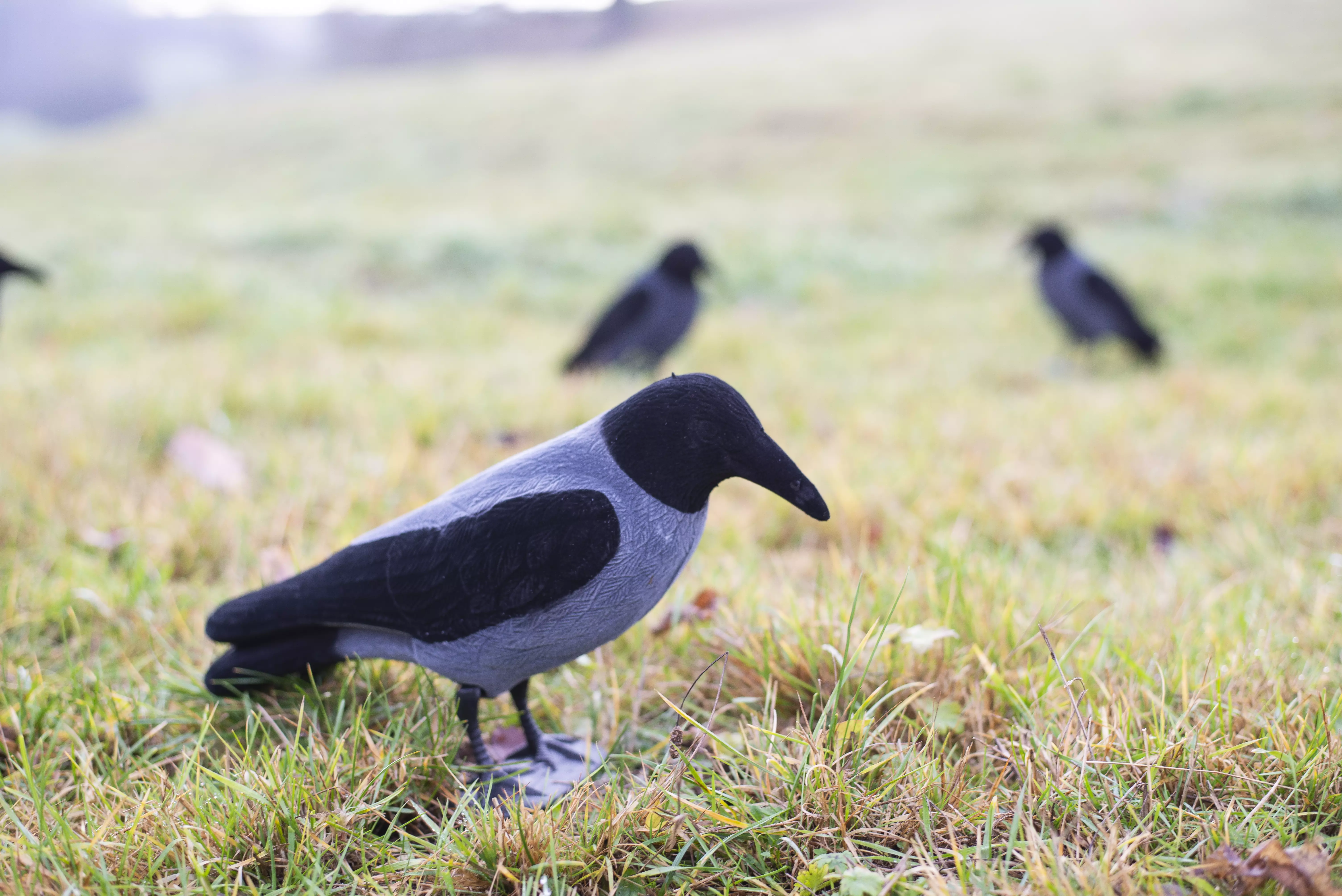 Feathered fog crow full body, image 1 of 2