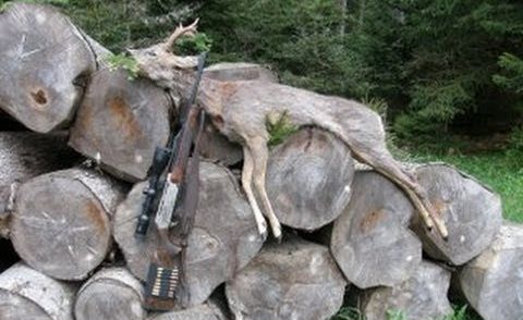 Bockjagd Mai 2013 / First roebuck season 2013- taken with a Browning Bar