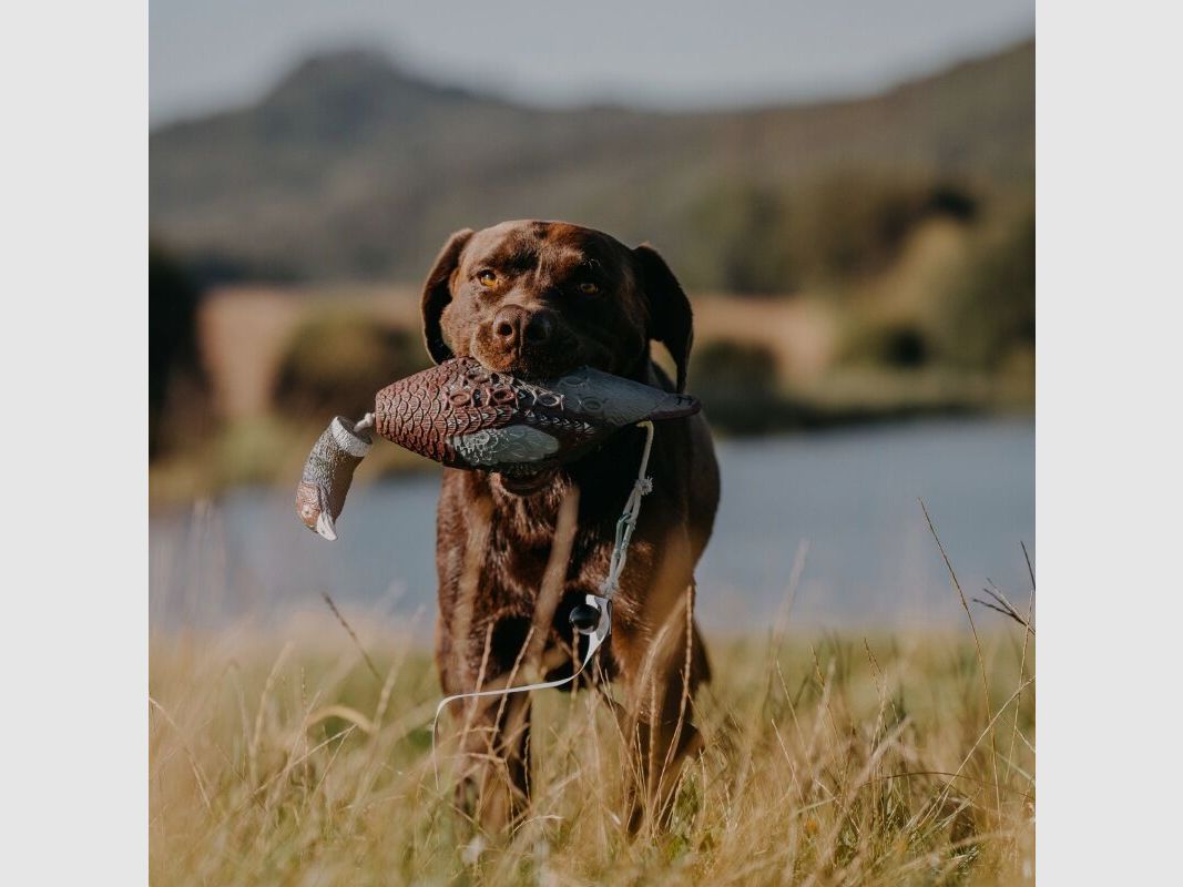 HP&G Apportierdummy Fasan