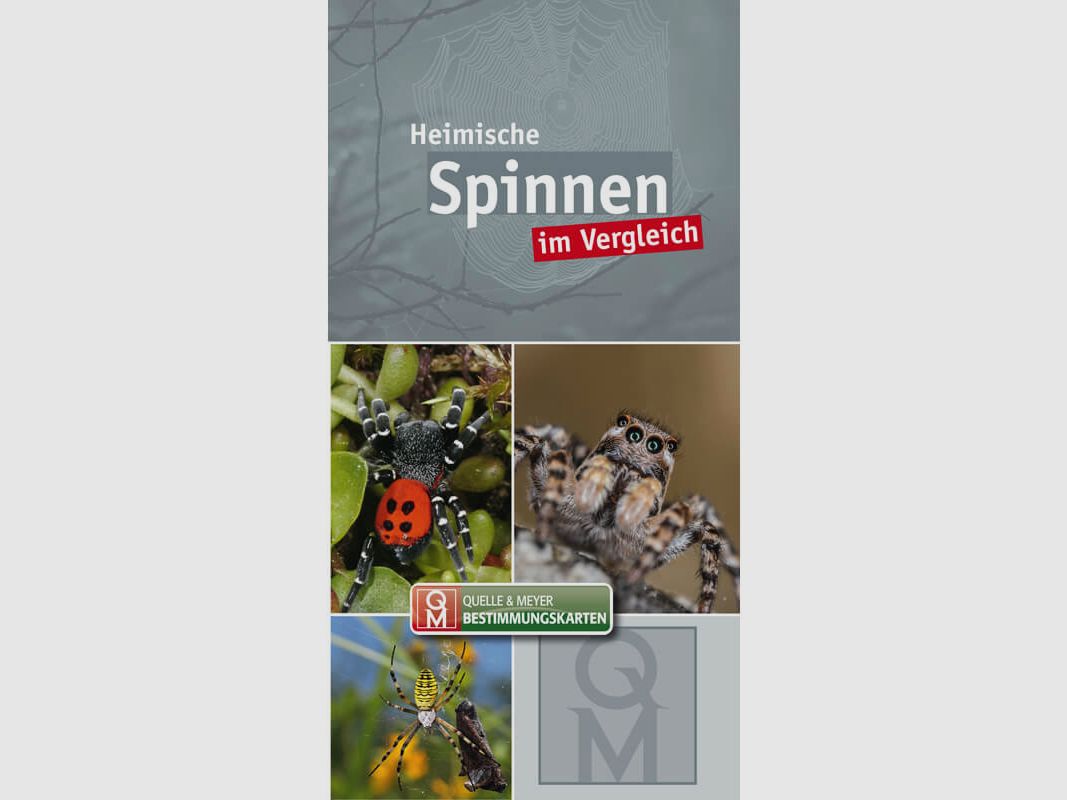 Bestimmungskarte "Heimische Spinnen im Vergleich"