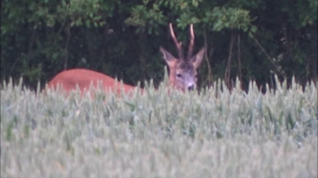 bukke jagt på Ørnfeldt Gods med Anders Haustrup
