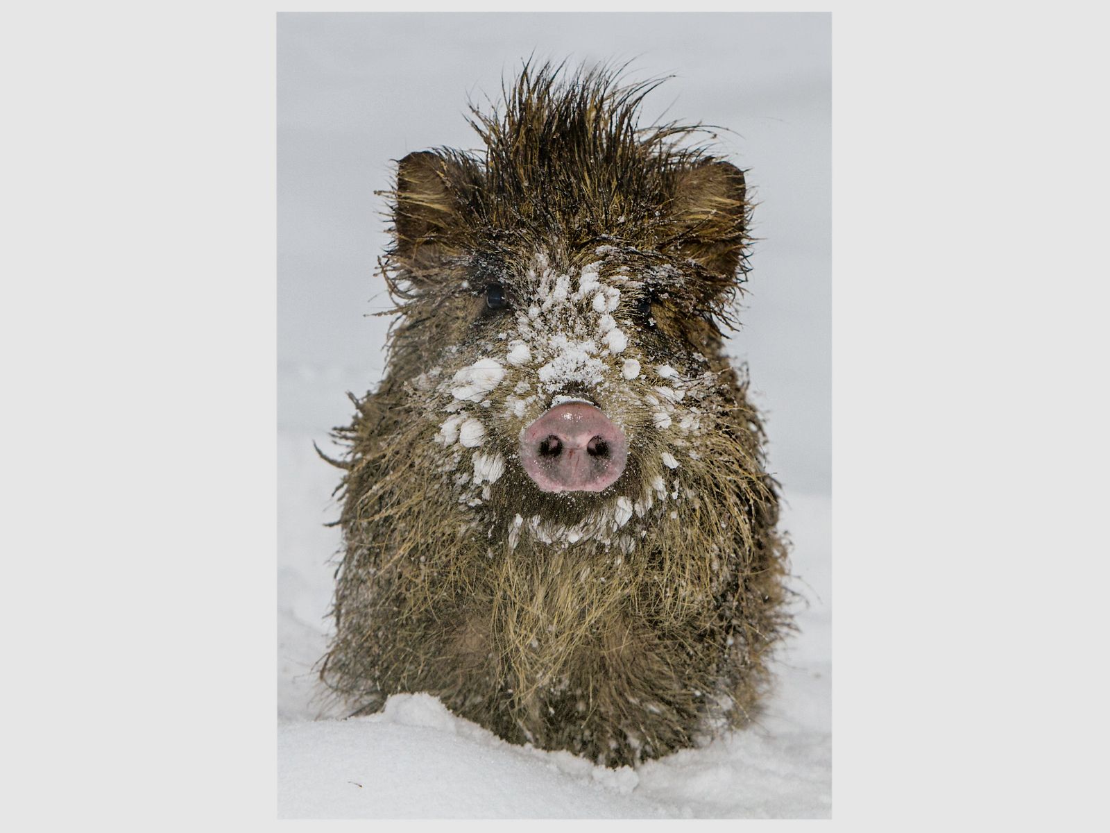 Klappkarte mit Wildschweinmotiv