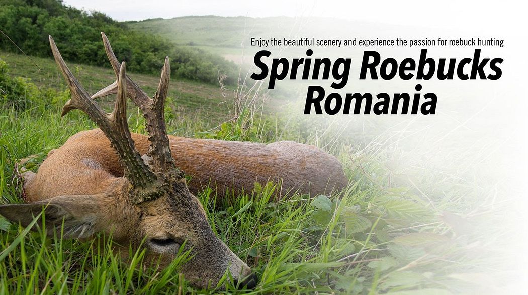 SPRING ROEBUCK ROMANIA