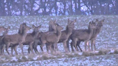 Jagd Rotwild 2016 /Sau auf der Pirsch erlegt!