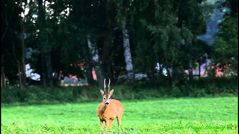 Guldbock Guldbukke Kapitale Böcke Goldbuck Peter